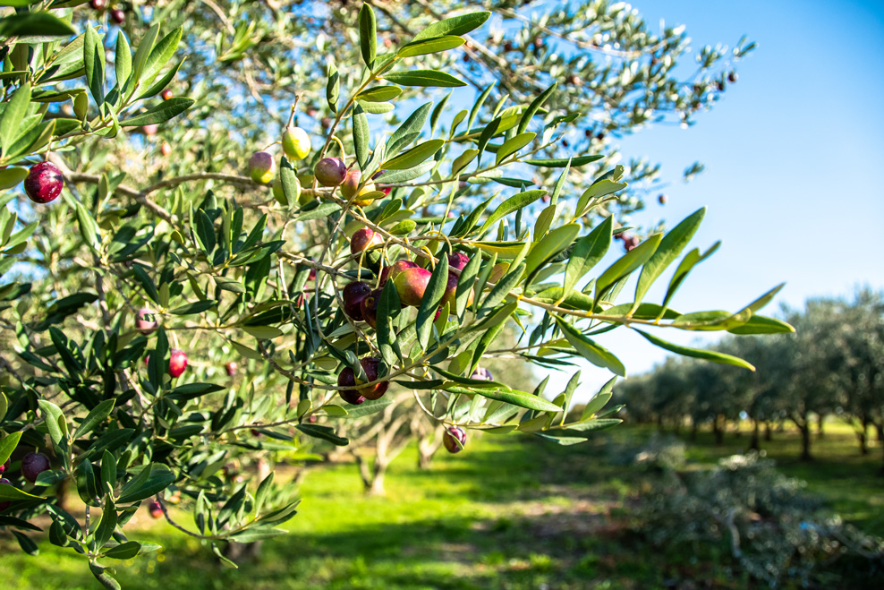 Olive harvest in Zadar Region